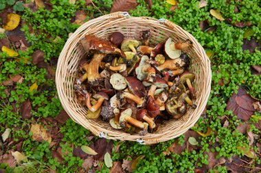 Yeşil yonca ve düşen sonbahar yapraklarından oluşan bir halı üzerinde dinlenen taze mantarlar (Imleria badia) ile dolu hasır sepetin yukarıdan görünüşü.