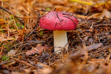 Vahşi bir Russula mantarının yakın çekimi, ya da canlı kırmızı şapkalı brittlegill. Sonbahar boyunca ıslak orman zemininde dökülen yapraklar ve çam iğneleri arasında yetişir..