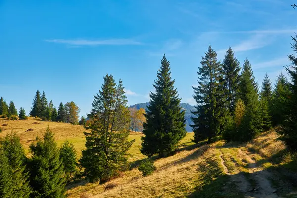 Dağ ormanında güzel bir sonbahar. Sonbahar dağ ağaçları sonbahar manzarasında