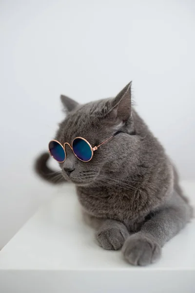 Αξιολάτρευτη Βρετανίδα Κοντή Γάτα Φορώντας Στρογγυλά Μπλε Γυαλιά Ηλίου Ξαπλωμένη — Φωτογραφία Αρχείου