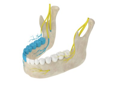 Alt alveolar sinir bölgesinin tıkandığını gösteren 3D çene kemeri. Diş anestezi konsepti. 