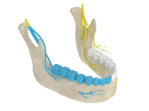 Візуалізація Мандибулярної Арки Нервовим Блоком Gow Gate Типи Концепції Стоматологічної — стокове фото