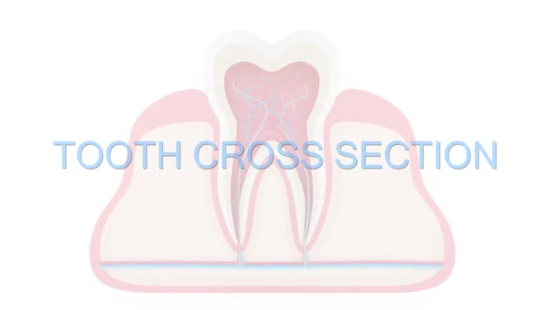 Zub Průřez Infografii Izolované Přes Bílé Pozadí — Stock video
