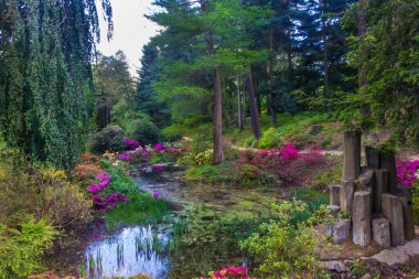 Azalea 'daki peri masalı bahçesi ve Kromlau Saksonya Almanya' sındaki Rhododendron Parkı