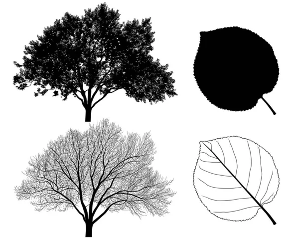 Сбор Силуэтов Абрикосовых Деревьев Листьев — стоковый вектор