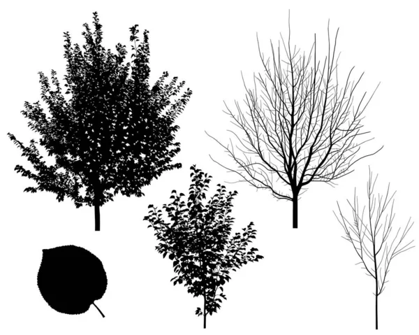 Kolekcja Sylwetek Drzew Liści Moreli — Wektor stockowy