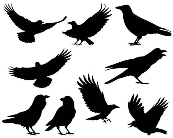 收集乌鸦及乌鸦的剪影 — 图库矢量图片