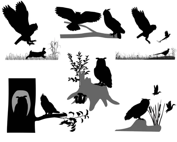 Σιλουέτες Κουκουβάγιων Και Πουλιών Αετών Άγρια Ζώα Και Εξωτερικούς Χώρους — Διανυσματικό Αρχείο
