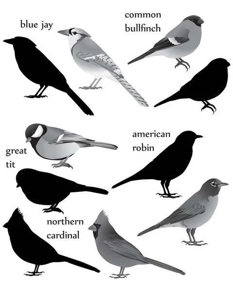 Collection Birds Black White Image Silhouette American Robin Blue Jay — Vector de stock