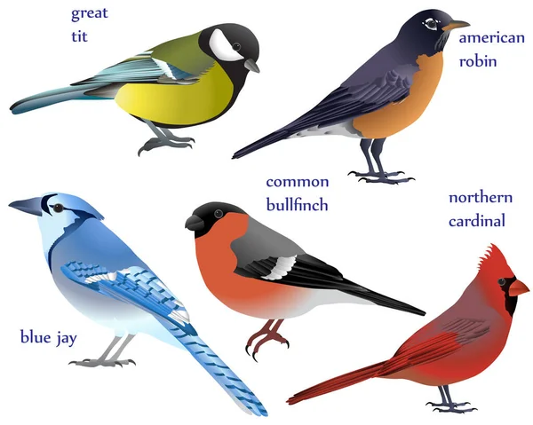 Collection Birds Colour Image American Robin Blue Jay Common Bullfinch — 스톡 벡터
