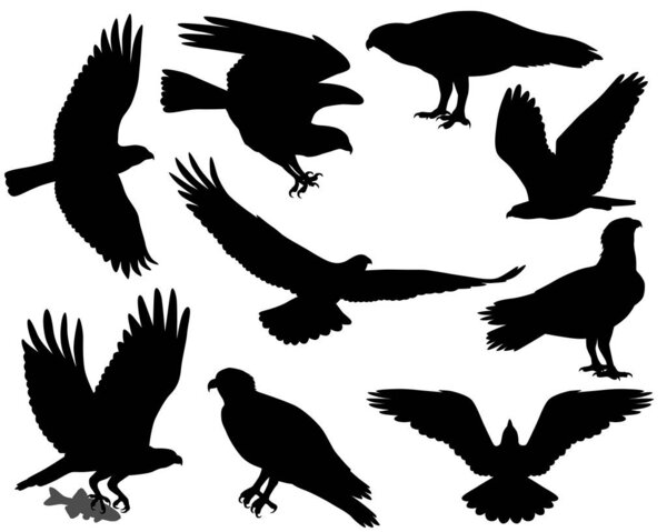 Collection of silhouettes of osprey or fish hawk birds
