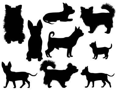 Chihuahua köpek cinsinden siluet koleksiyonu.
