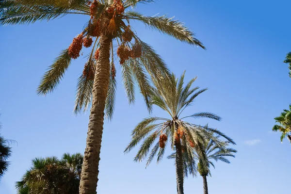 Blick Auf Üppige Palmen Gegen Den Klaren Himmel lizenzfreie Stockbilder