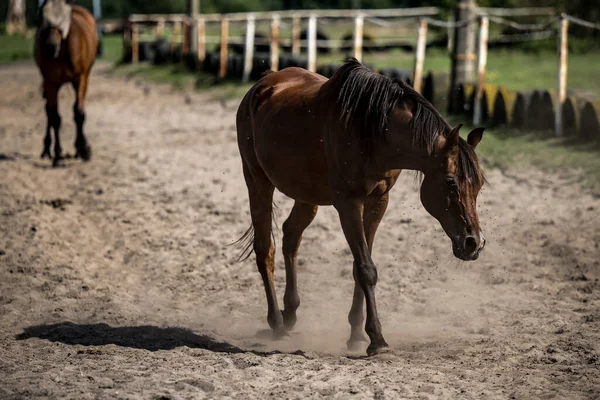 Belos Cavalos Uma Fazenda Garanhões — Fotografia de Stock