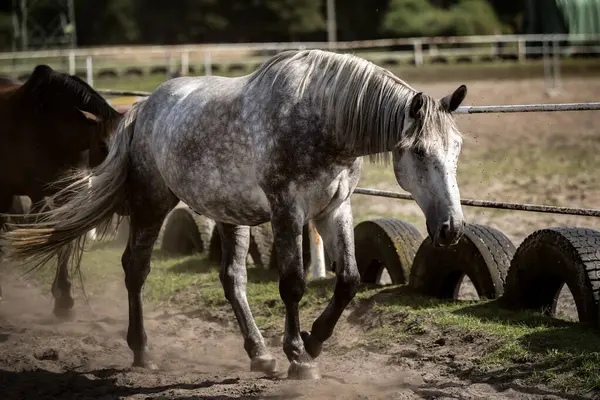种马的农场里漂亮的马 — 图库照片