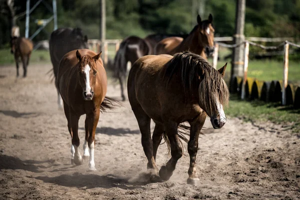Krásné Koně Chovné Farmě — Stock fotografie