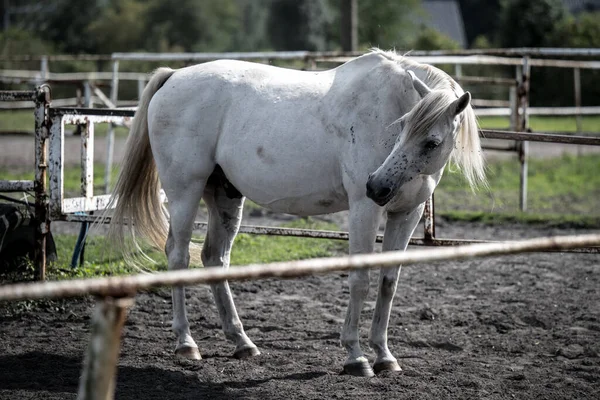 Aygır Çiftliğindeki Güzel Atlar — Stok fotoğraf