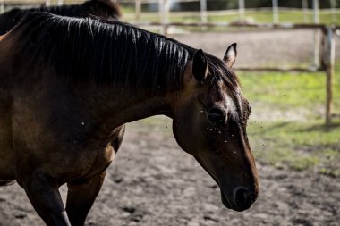 Aygır çiftliğindeki güzel atlar