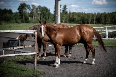 Aygır çiftliğindeki güzel atlar