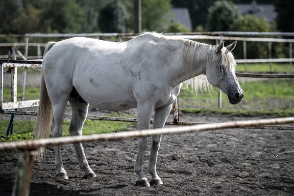 Aygır Çiftliğindeki Güzel Atlar — Stok fotoğraf