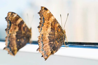 İki kelebek bacaklı kaplumbağa kabuğu veya büyük kaplumbağa kabuğu (Nymphalis xanthomelas) zemin üzerine mavi gökyüzü ile sarı