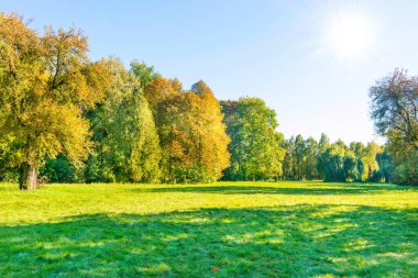Yeşil çimler ve sonbahar günbatımı ormanı yeşil ağaçlarla