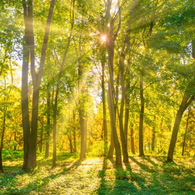 Orman gün batımı Sonbahar ağaçları ve güneş ışığı