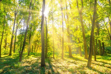 Ormanda günbatımı yeşil ağaçlar ve güneş ışığı