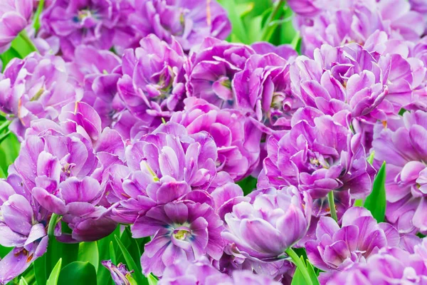 Fioletowe Kwiaty Tulipany Bukiet Natura Kwiat Krajobraz — Zdjęcie stockowe