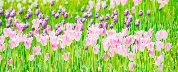 Rosa Blommor Tulpaner Panorama Med Grönt Gräs Fält — Stockfoto