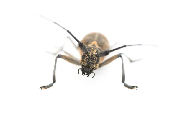 Longhorn Beetle Longicorn Cerambycidae Isolated White Background — Stock Photo, Image