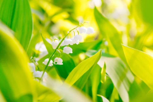 White Flowers Lily Valley Green Leaves — Stock Photo, Image