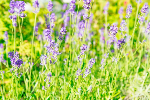 Lavender Violet Flowers Grass Plant Field — Stock Photo, Image