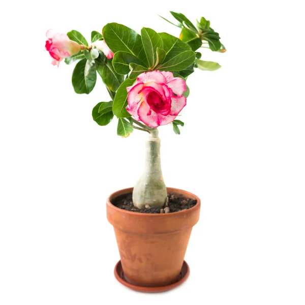 Pink Flower Adenium Obesum Plant Green Leaves Pot Isolated White — Stock Photo, Image