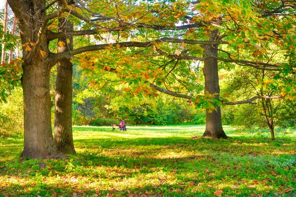 Eiche Mit Herbstgelben Blättern Und Herbstwald — Stockfoto