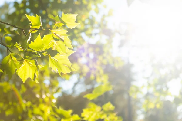 Gröna Blad Grön Lönn Träd Och Sol Ljus — Stockfoto