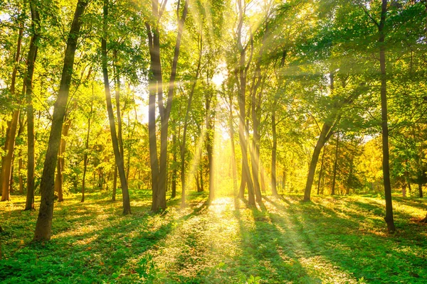 Wald Sonnenuntergang Herbst Bäume Und Sonnenlicht — Stockfoto