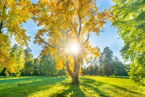 Gelber Herbstbaum Auf Der Grünen Wiese Mit Herbstbäumen — Stockfoto