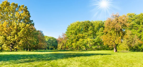 緑の芝生のパノラマと緑の木と秋の夕日の森 — ストック写真