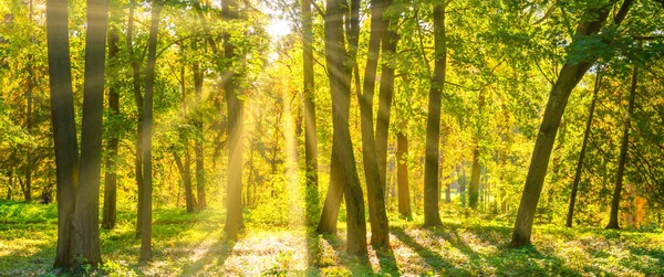 Floresta Pôr Sol Outono Árvores Panorama Luz Sol — Fotografia de Stock