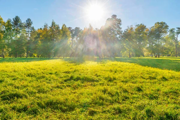 Campo Verde Floresta Pôr Sol Com Luz Solar — Fotografia de Stock