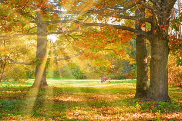 Dubový Strom Podzimně Žlutými Listy Podzimním Lesem — Stock fotografie