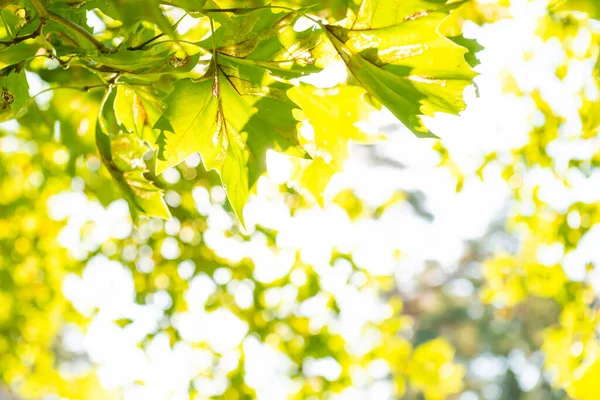 Green Leaves Green Maple Tree Sun Light — Stock Photo, Image