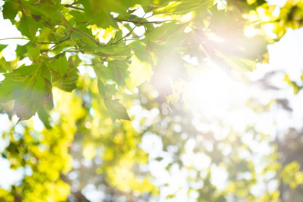 Gröna Blad Grön Lönn Träd Och Sol Ljus — Stockfoto