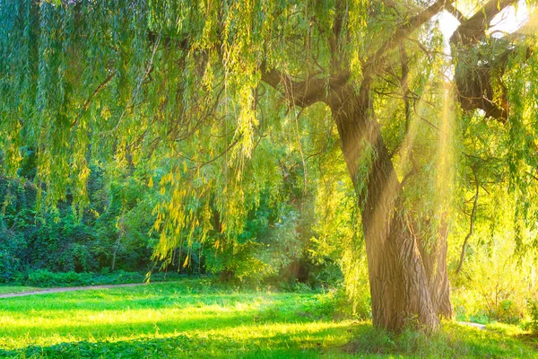 Grüner Baum Grünen Wald Mit Grünem Gras Bei Sonnenuntergang — Stockfoto