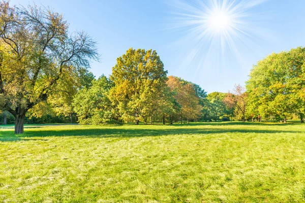 緑の芝生と緑の木と秋の夕日の森 — ストック写真
