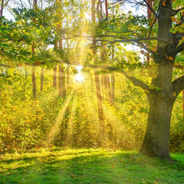 Eikenboom Het Bos Met Zonsondergang Zon Herfst Gele Bladeren Bos — Stockfoto