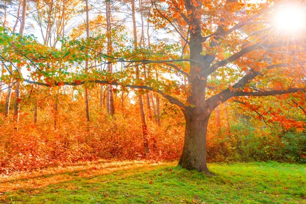 紅葉と秋の森のオークの木 — ストック写真