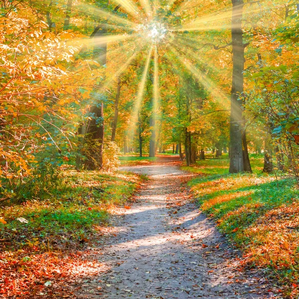 Herbstpark Mit Herbstbäumen Herbstblättern Und Sonnenuntergang — Stockfoto