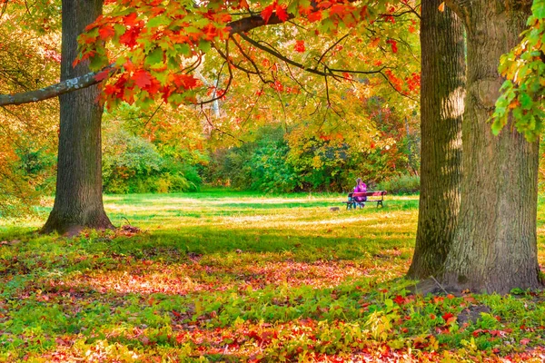 People in autumn park, oak tree with autumn yellow leaves and fall forest